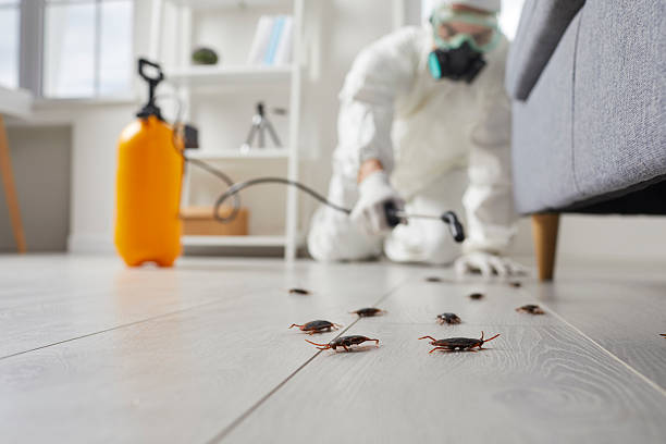 Affordable Termite Control solutions in Floris, VA